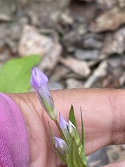 Gentianella propinqua propinqua