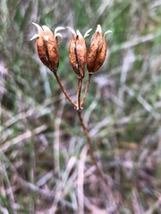 Burchardia umbellata