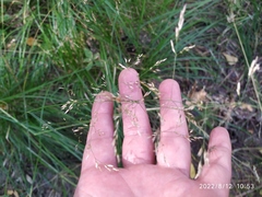 Deschampsia cespitosa