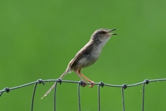 Prinia inornata