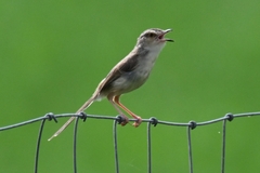 Prinia inornata