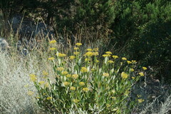 Bupleurum fruticosum