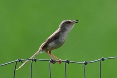 Prinia inornata
