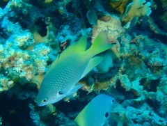 Pomacentrus nigromarginatus