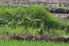 Ixobrychus cinnamomeus