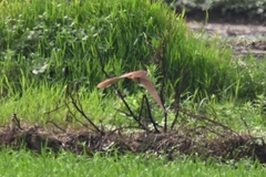 Ixobrychus cinnamomeus