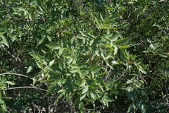 Fraxinus angustifolia oxycarpa