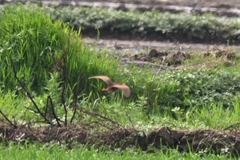 Ixobrychus cinnamomeus