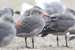 Larus heermanni
