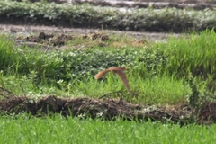 Ixobrychus cinnamomeus