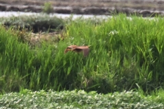 Ixobrychus cinnamomeus