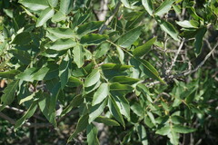 Fraxinus angustifolia oxycarpa