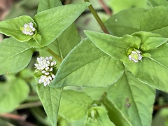 Persicaria nepalensis