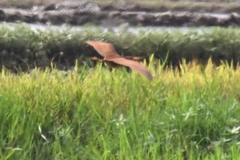 Ixobrychus cinnamomeus