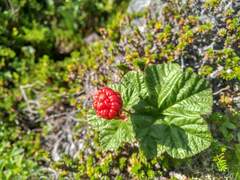 Rubus chamaemorus