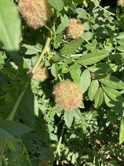 Glycyrrhiza echinata