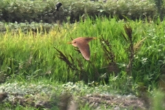 Ixobrychus cinnamomeus