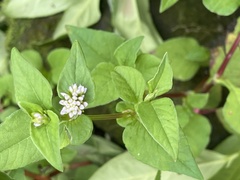Persicaria nepalensis