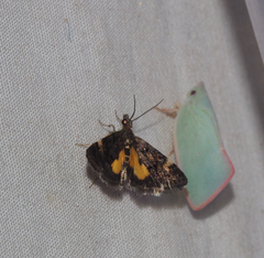 Heliothela
