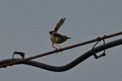 Prinia flaviventris