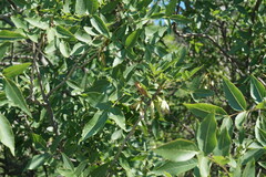 Fraxinus angustifolia oxycarpa