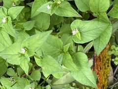 Persicaria nepalensis