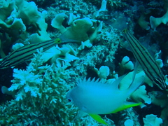 Amblyglyphidodon orbicularis