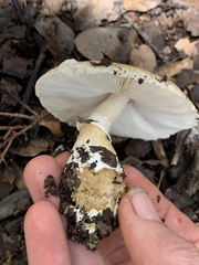 Leucoagaricus rubrotinctus