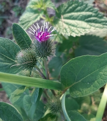 Arctium