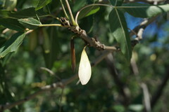Fraxinus angustifolia oxycarpa