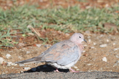 Streptopelia senegalensis senegalensis