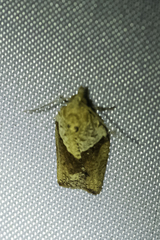 Epiphyas postvittana