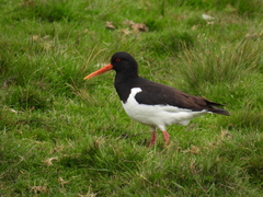 Haematopus ostralegus