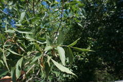 Fraxinus angustifolia oxycarpa