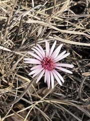 Gerbera viridifolia