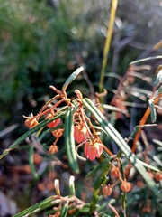 Lasiopetalum rufum