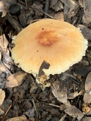 Leucoagaricus rubrotinctus