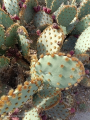 Opuntia aciculata