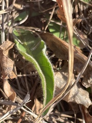 Gerbera viridifolia