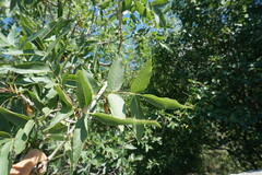 Fraxinus angustifolia oxycarpa