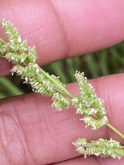 Beckmannia syzigachne