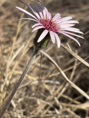 Gerbera viridifolia