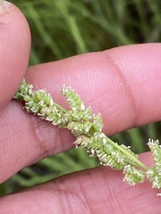 Beckmannia syzigachne