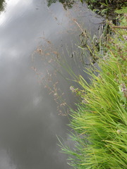 Agrostis stolonifera