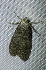 Heteromicta pachytera