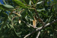 Fraxinus angustifolia oxycarpa