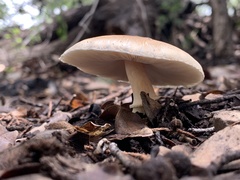 Leucoagaricus rubrotinctus