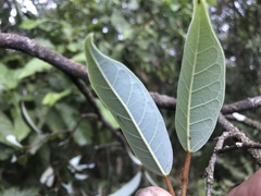 Ficus sarmentosa
