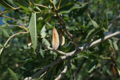 Fraxinus angustifolia oxycarpa