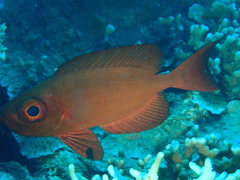 Priacanthus hamrur